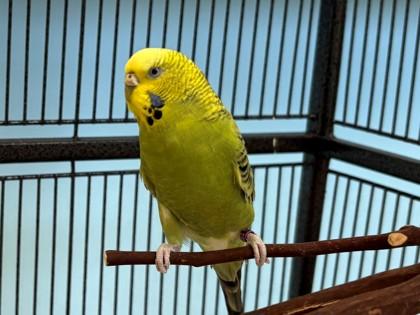 Fruddy, Adoptable, Adult Female Parakeet (Other).