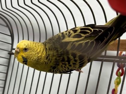 Enlarge Fruddy, a Adoptable Parakeet (Other) in Woodbury, MN image 2/2