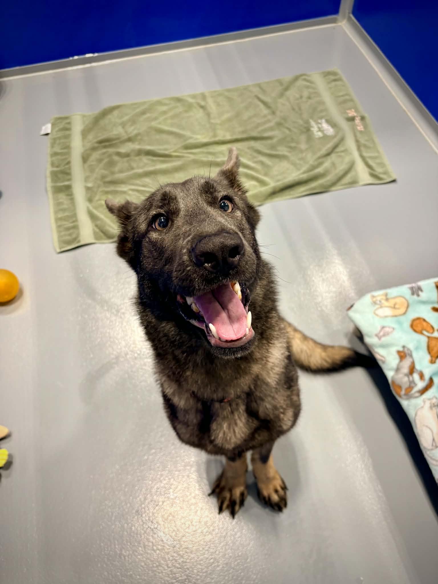 Enlarge Edith, an adoption pending mixed breed in Kalamazoo, MI image 1/6