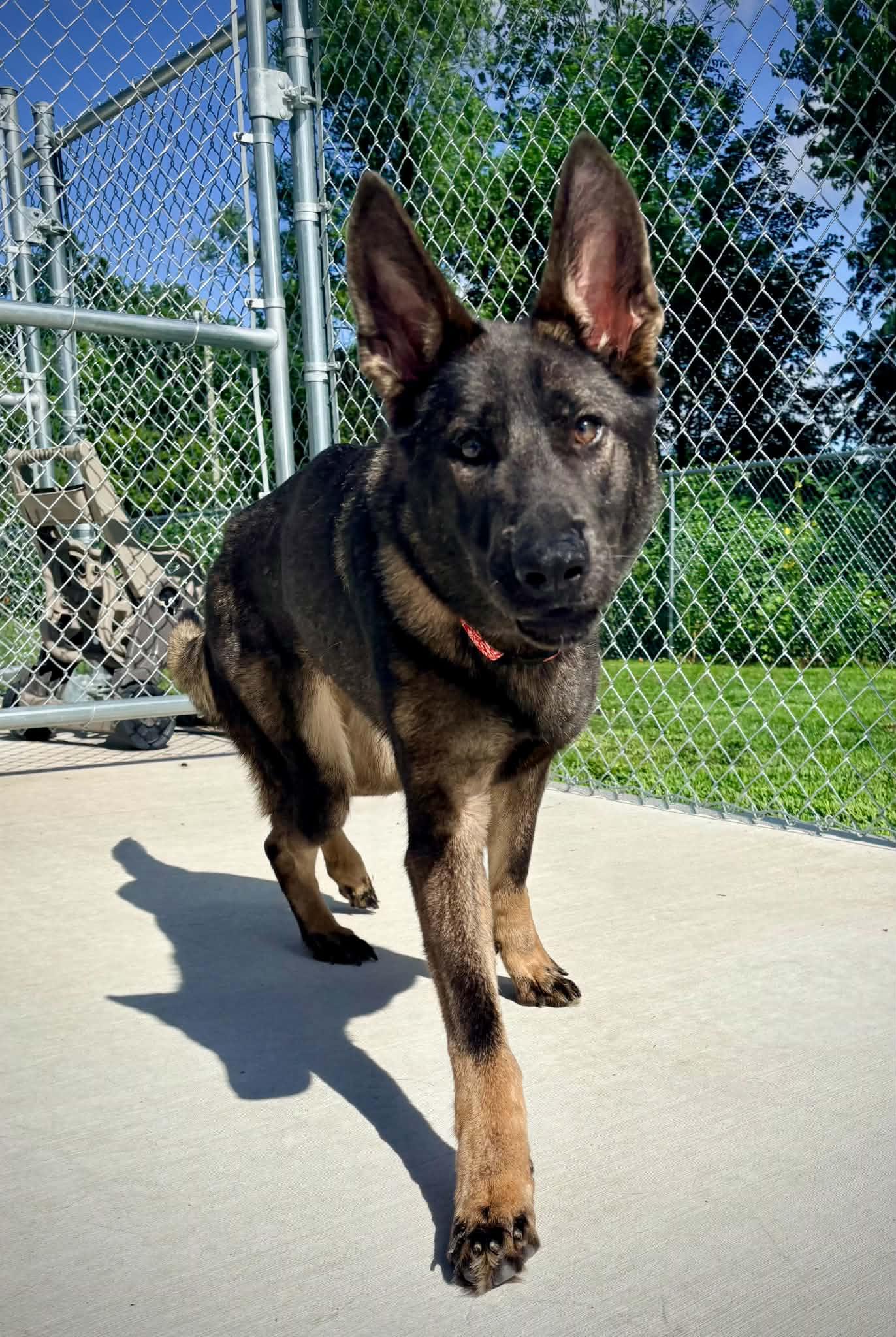 Enlarge Edith, an adoption pending mixed breed in Kalamazoo, MI image 5/6