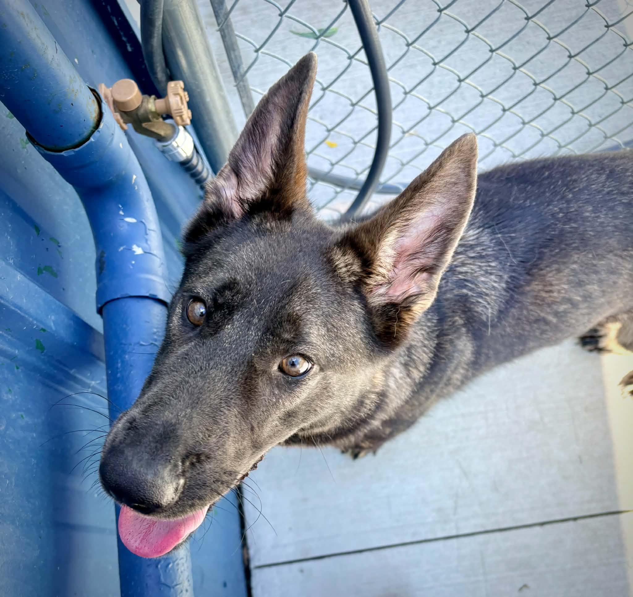 Enlarge Edith, an adoption pending mixed breed in Kalamazoo, MI image 6/6