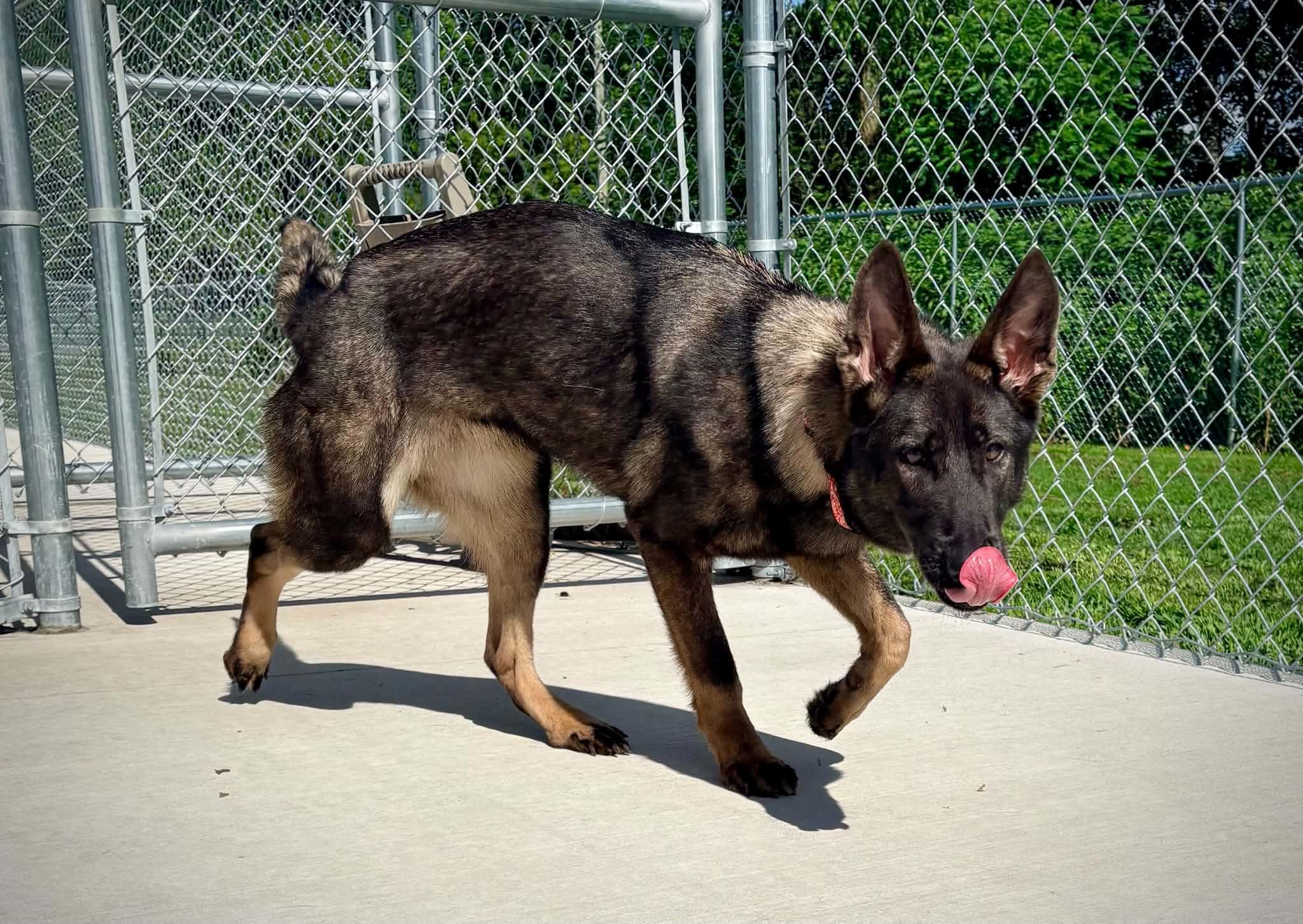Enlarge Edith, an adoption pending mixed breed in Kalamazoo, MI image 3/6
