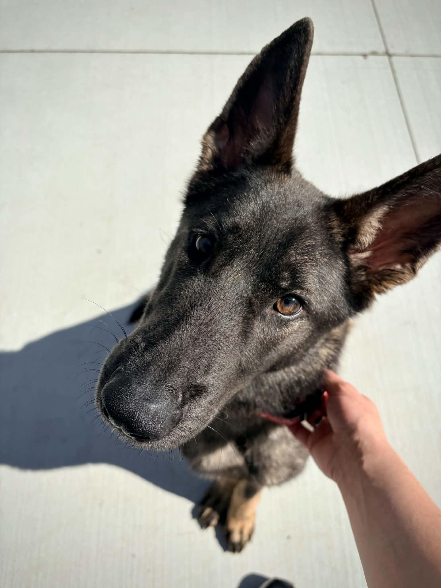 Enlarge Edith, an adoption pending mixed breed in Kalamazoo, MI image 2/6