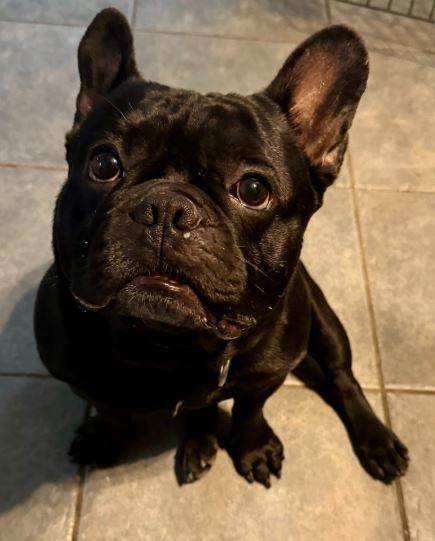 Oreo, Adopted, Young Male French Bulldog.