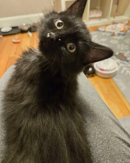 Enlarge Mona, an adoptable Domestic Long Hair in Greenville, NC image 4/6