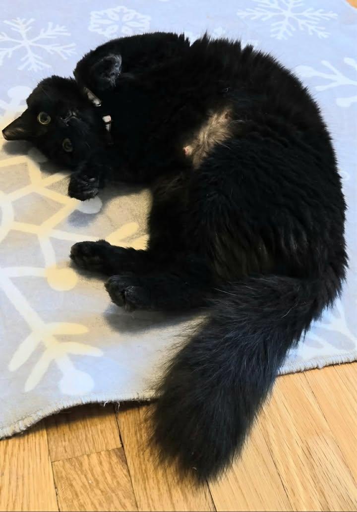 Enlarge Mona, an adoptable Domestic Long Hair in Greenville, NC image 2/6