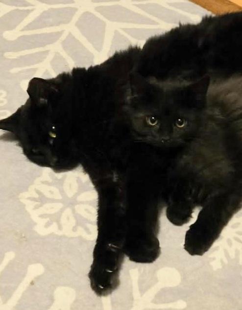 Enlarge Mona, an adoptable Domestic Long Hair in Greenville, NC image 6/6