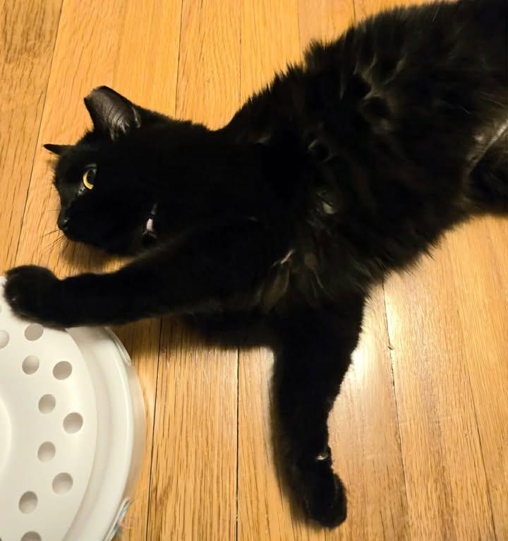 Enlarge Mona, an adoptable Domestic Long Hair in Greenville, NC image 5/6