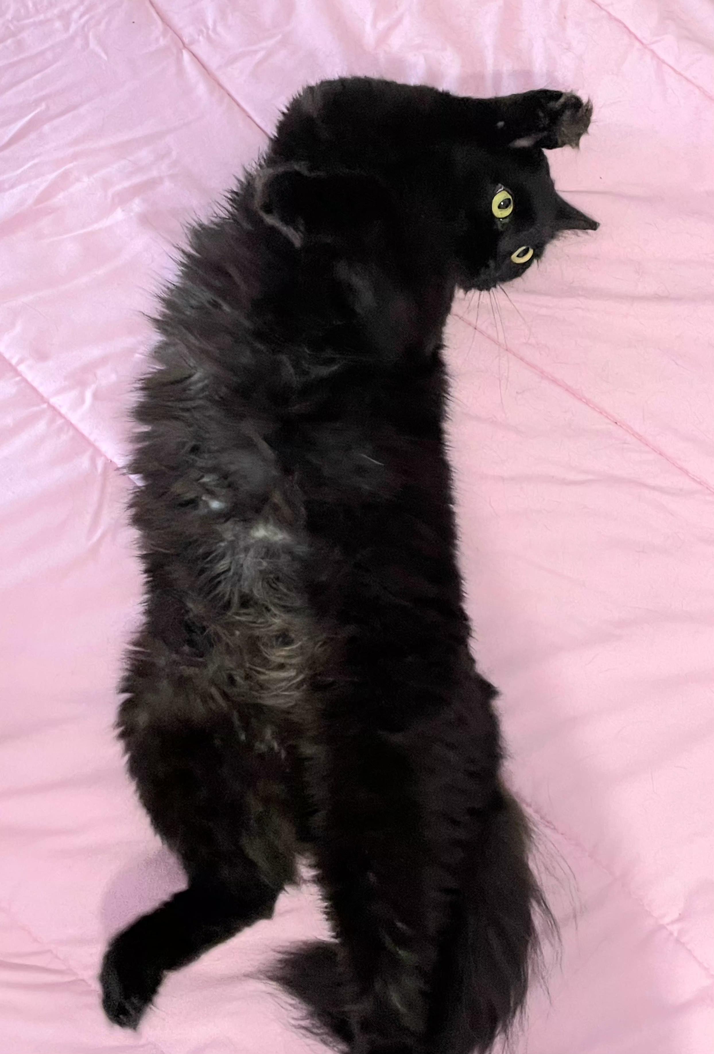 Enlarge Mona, an adoptable Domestic Long Hair in Greenville, NC image 5/6