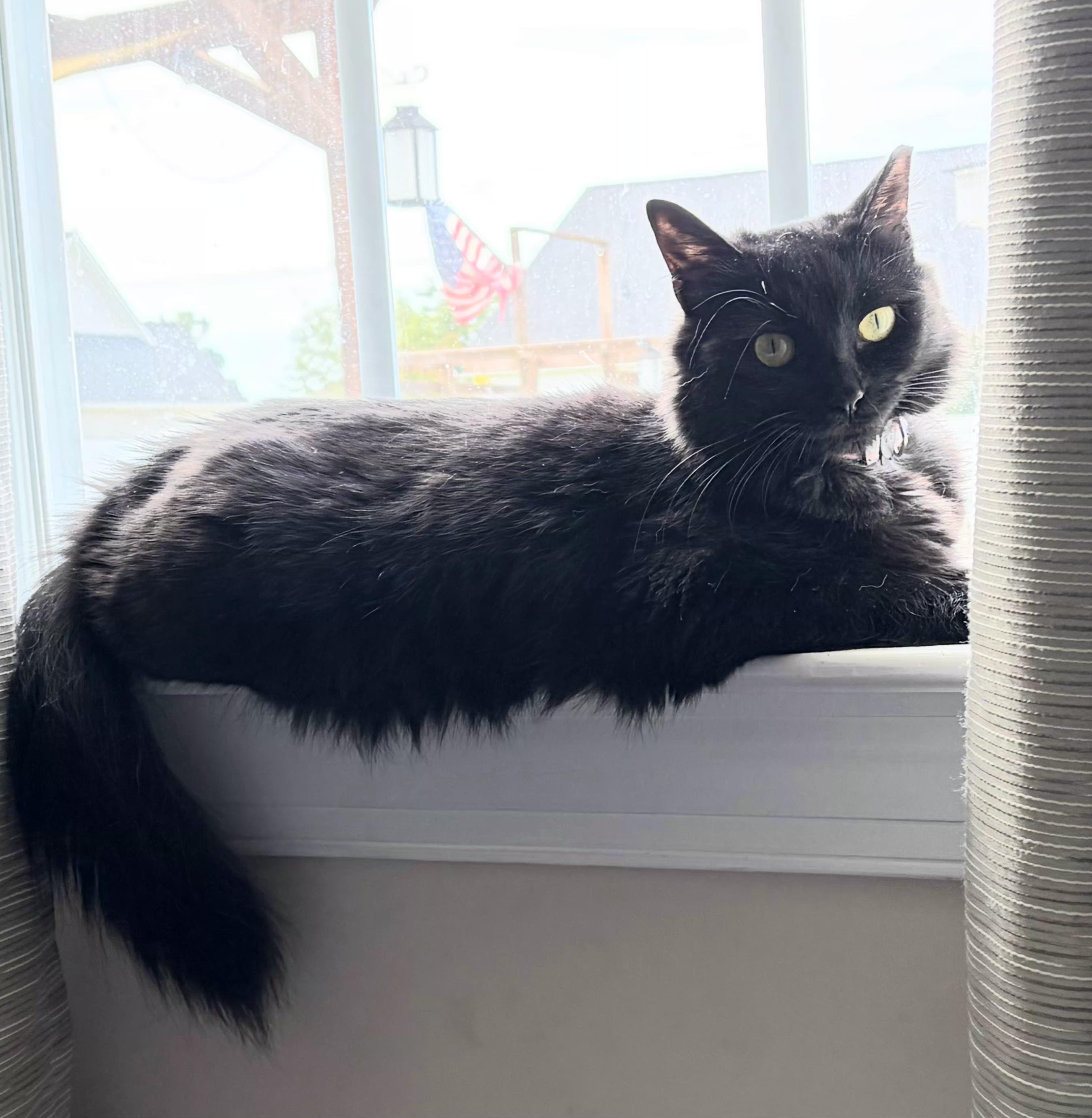 Enlarge Mona, an adoptable Domestic Long Hair in Greenville, NC image 4/6