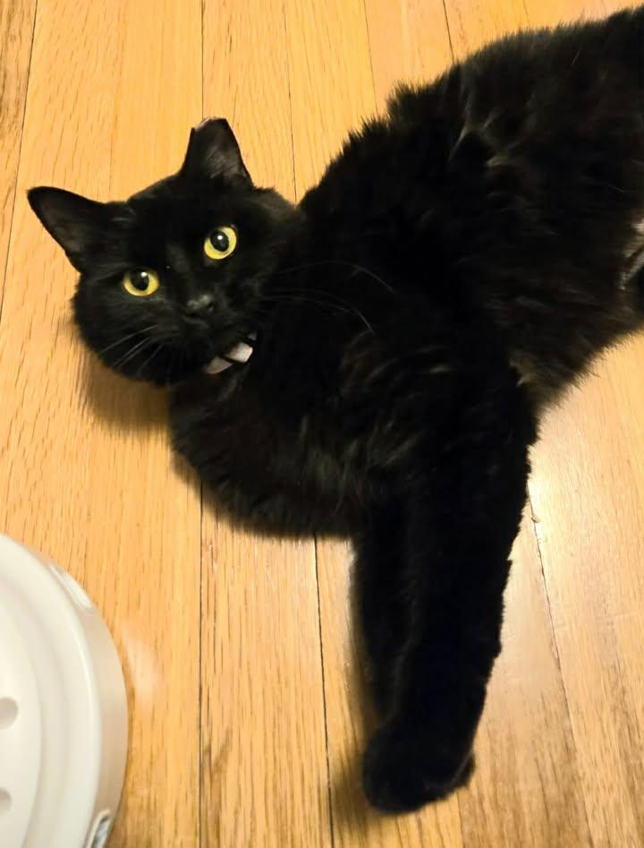 Enlarge Mona, an adoptable Domestic Long Hair in Greenville, NC image 1/6