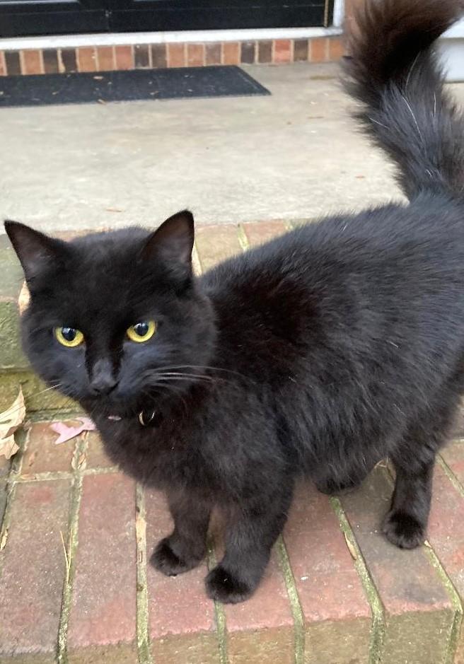 Enlarge Mona, an adoptable Domestic Long Hair in Greenville, NC image 3/6