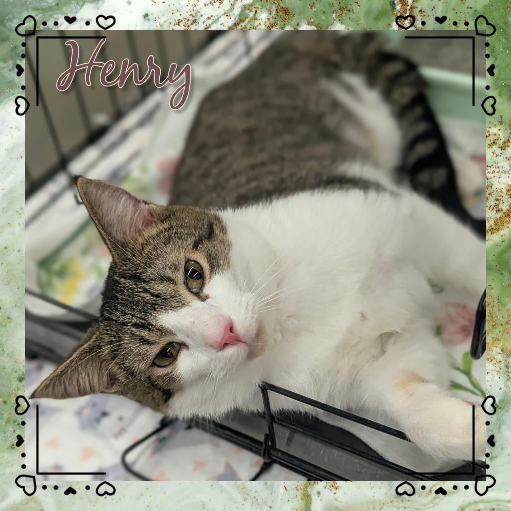 Henry (Gentry), Adoptable, Young Male Domestic Short Hair.