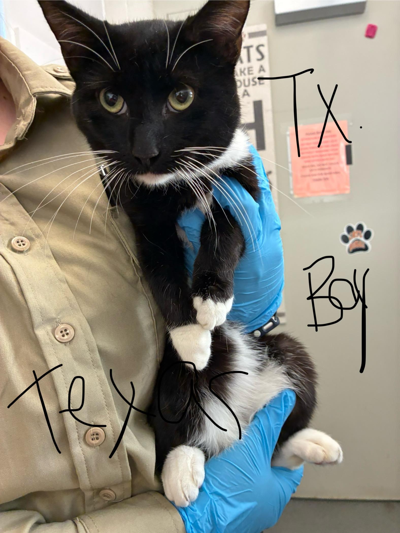 Texas, a Adoptable Domestic Short Hair in King George, VA image 1/2