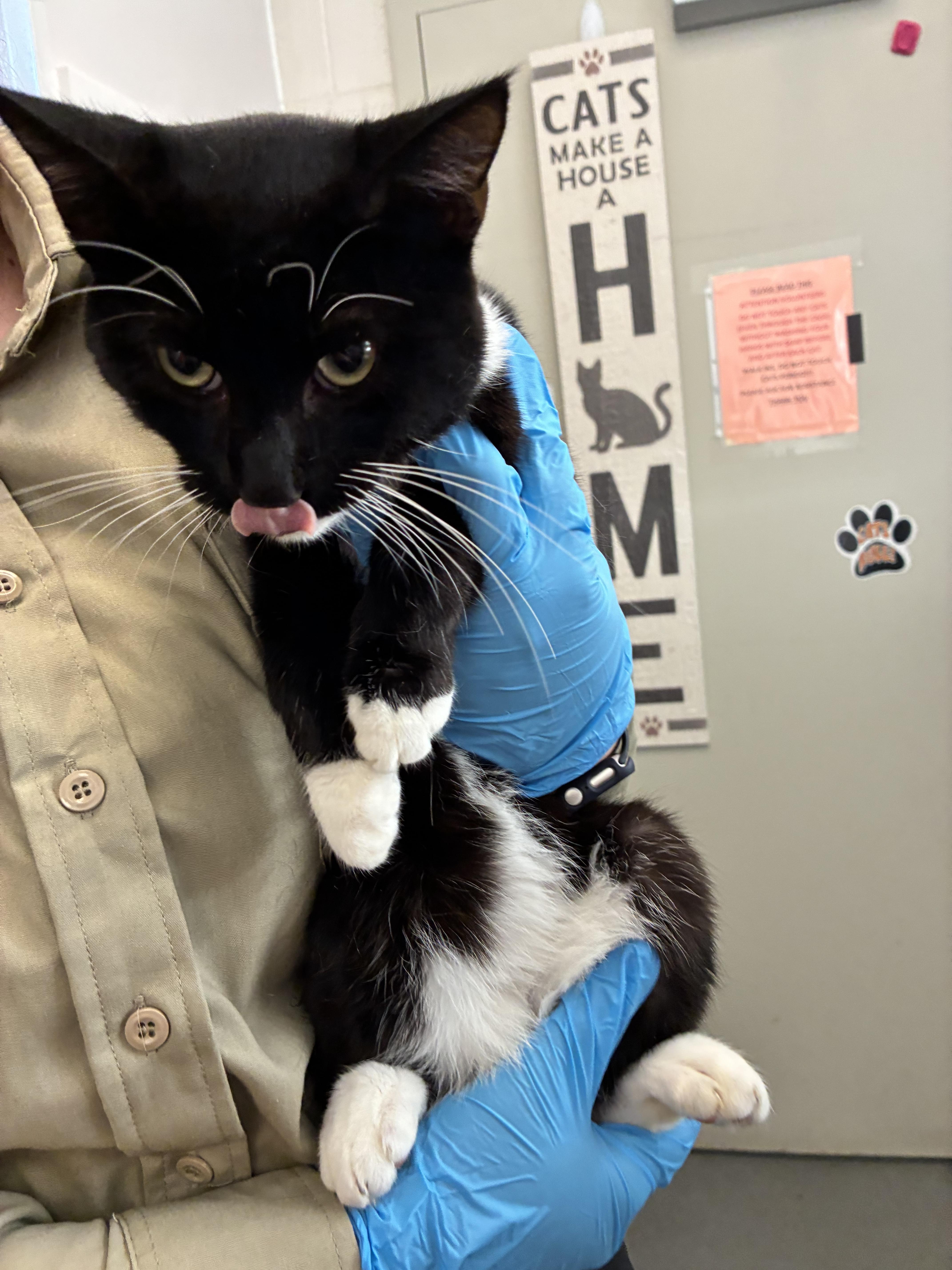 Texas, a Adoptable Domestic Short Hair in King George, VA image 2/2