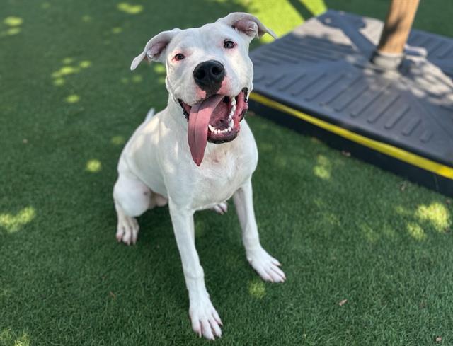 CALI, Adoptable, Young Female Dogo Argentino & Pit Bull Terrier.