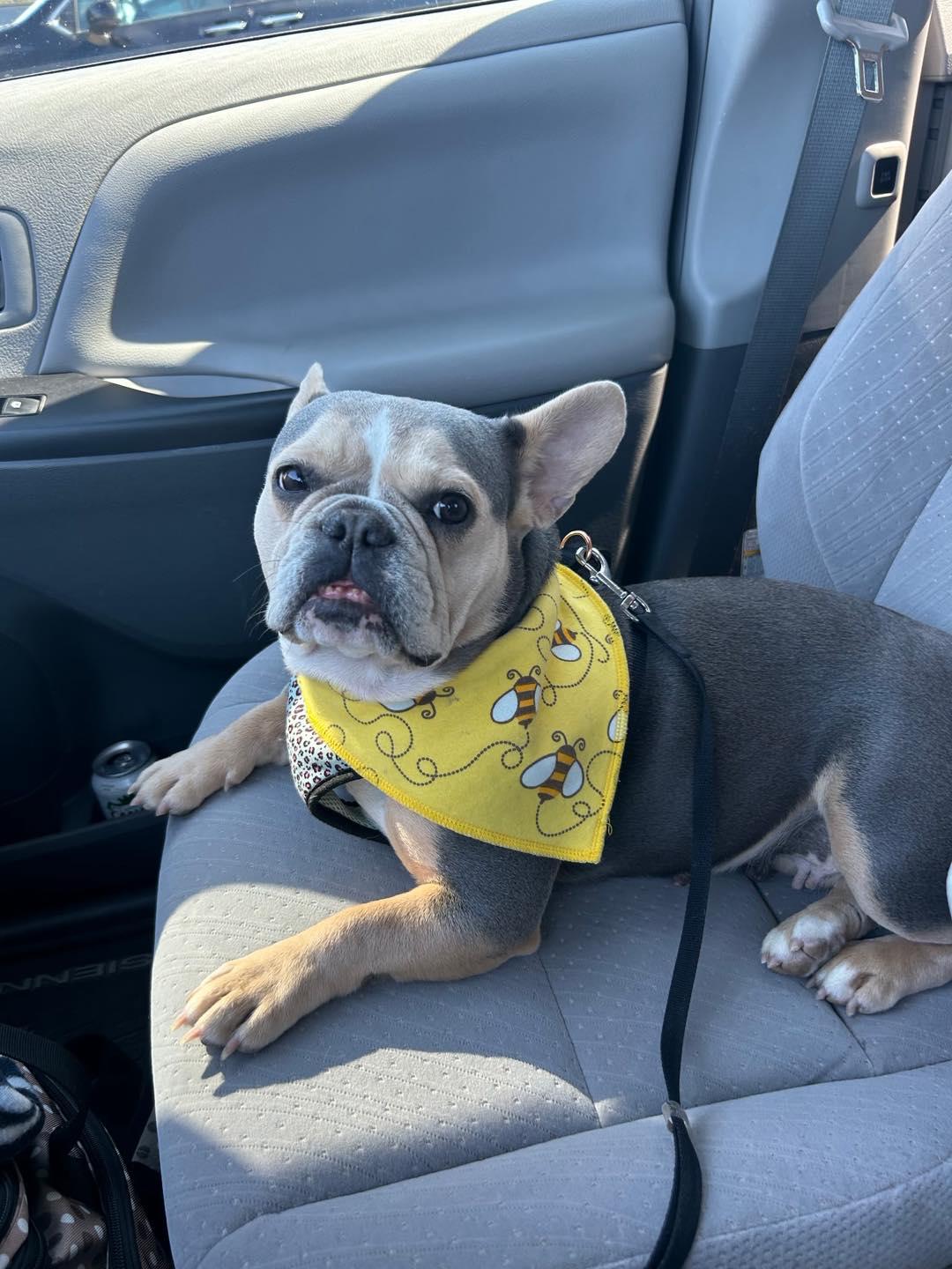 Tia, Adopted, Adult Female French Bulldog.