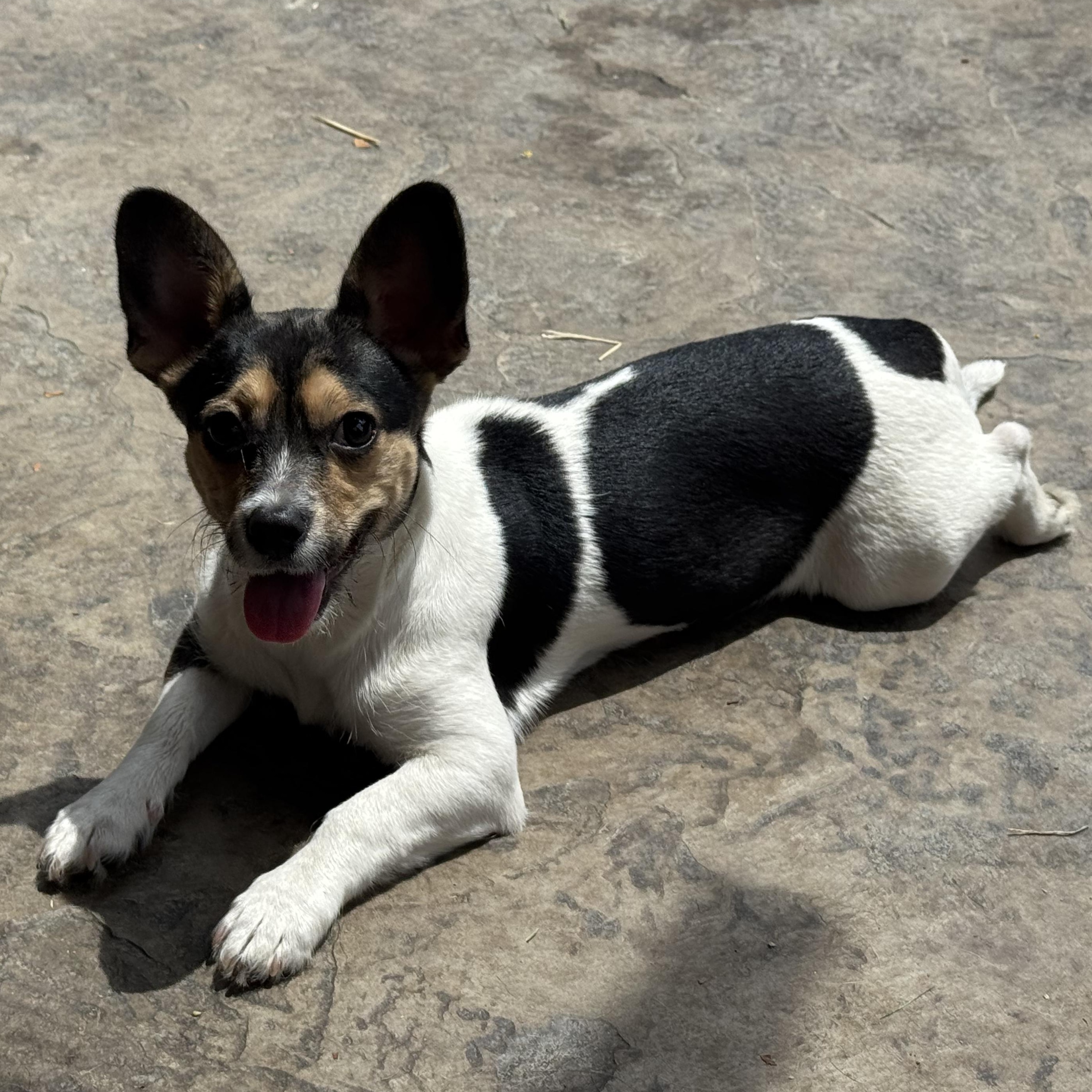 Enlarge Ms. Gorgeous Roxy, a ADOPTABLE mixed breed in Ridgefield, WA image 6/6