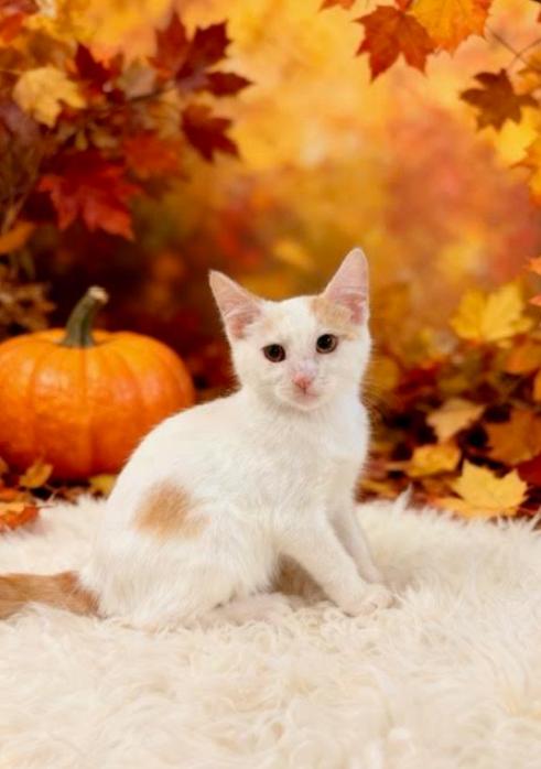 Enlarge Eugene, a Adoptable Domestic Short Hair in Tehachapi, CA image 1/1