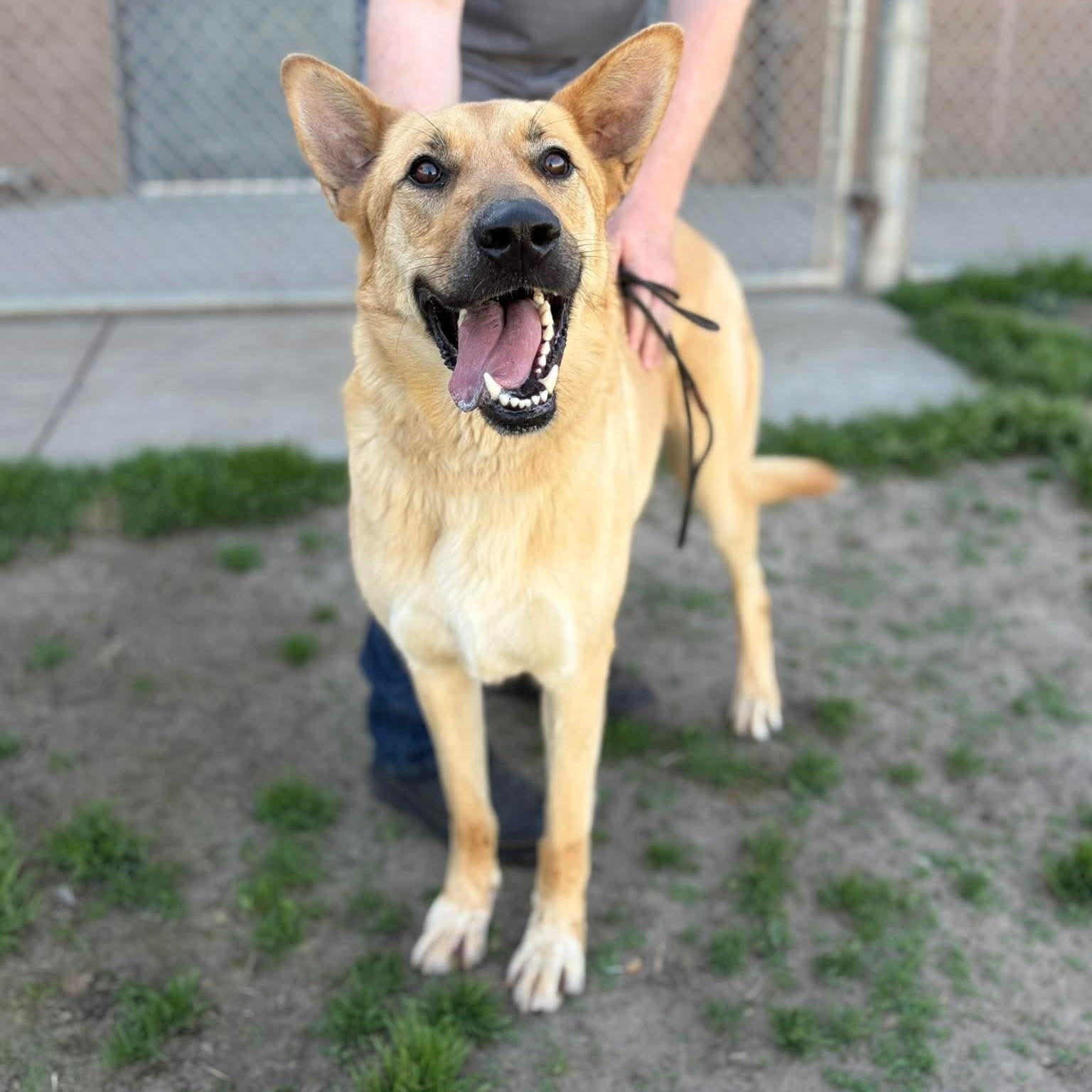 Enlarge Leo, a ADOPTABLE mixed breed in Petaluma, CA image 1/1