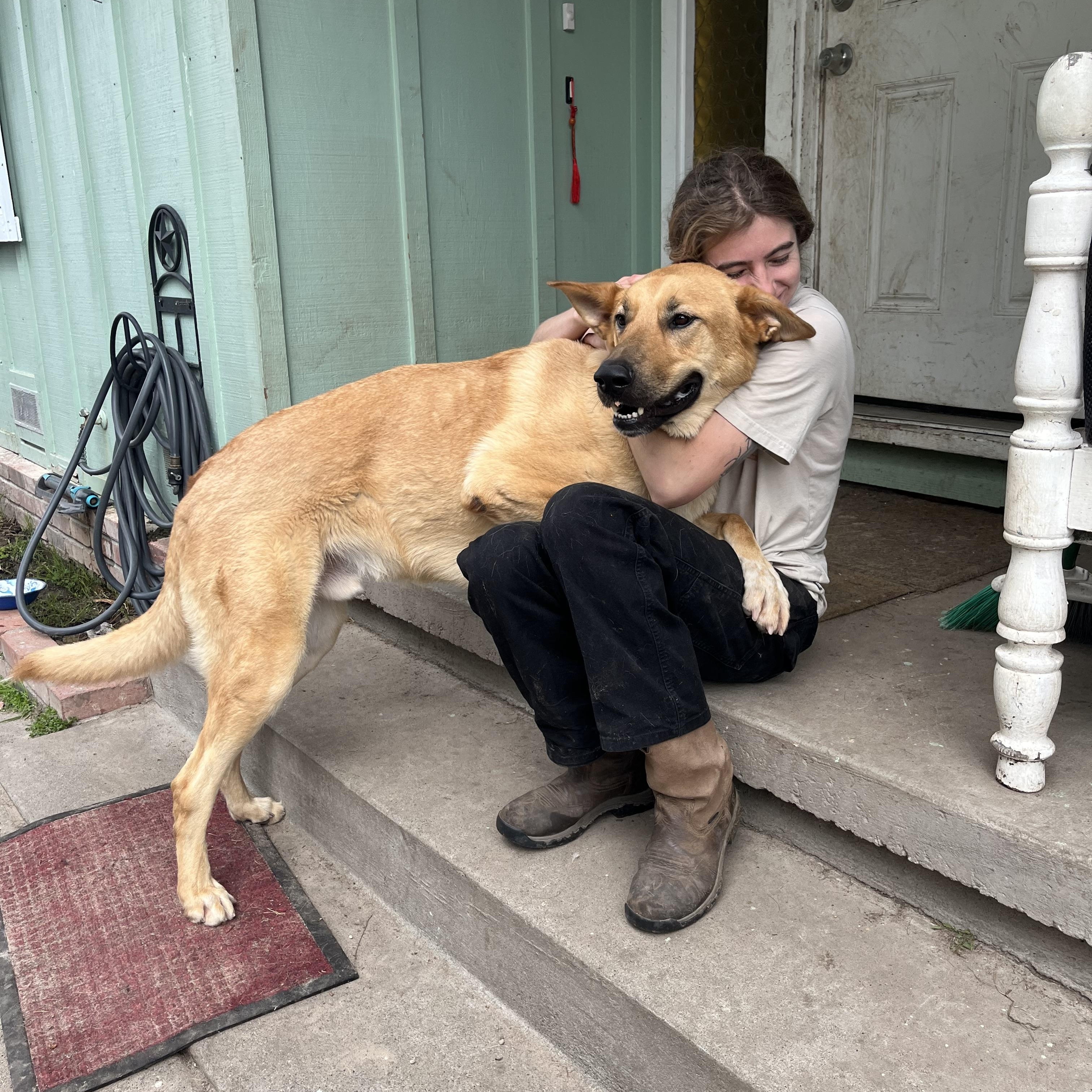 Leo, a ADOPTABLE mixed breed in Petaluma, CA image 4/5