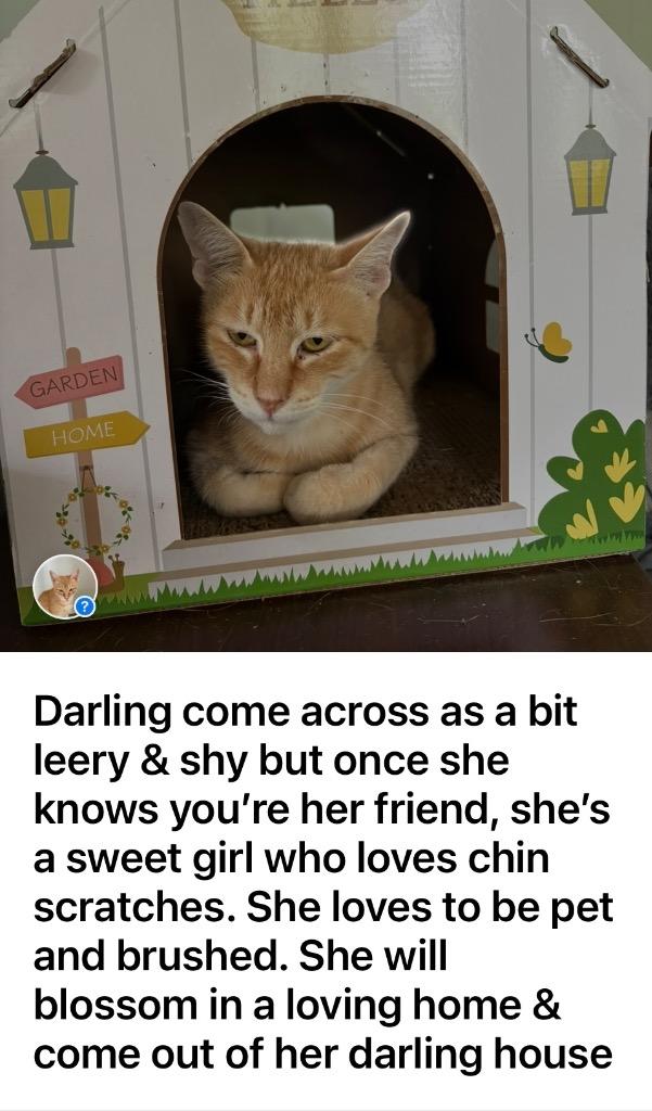 Darling, a Adoptable mixed breed in Hardeeville, SC image 2/3