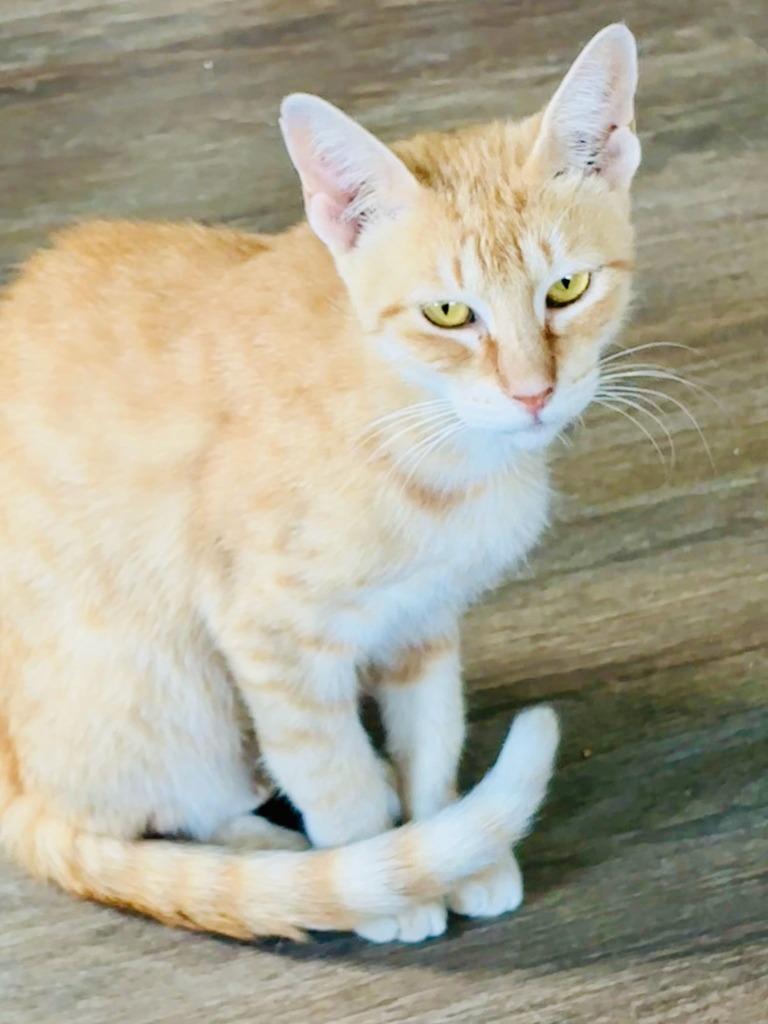 Darling, a Adoptable mixed breed in Hardeeville, SC image 3/3