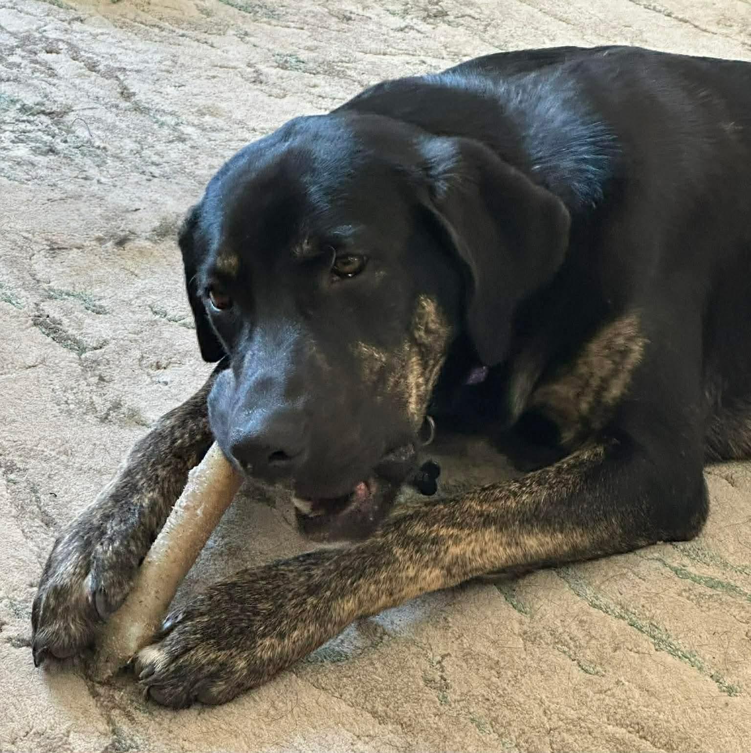 Enlarge Odie, a ADOPTABLE mixed breed in Winnipeg, MB image 3/4