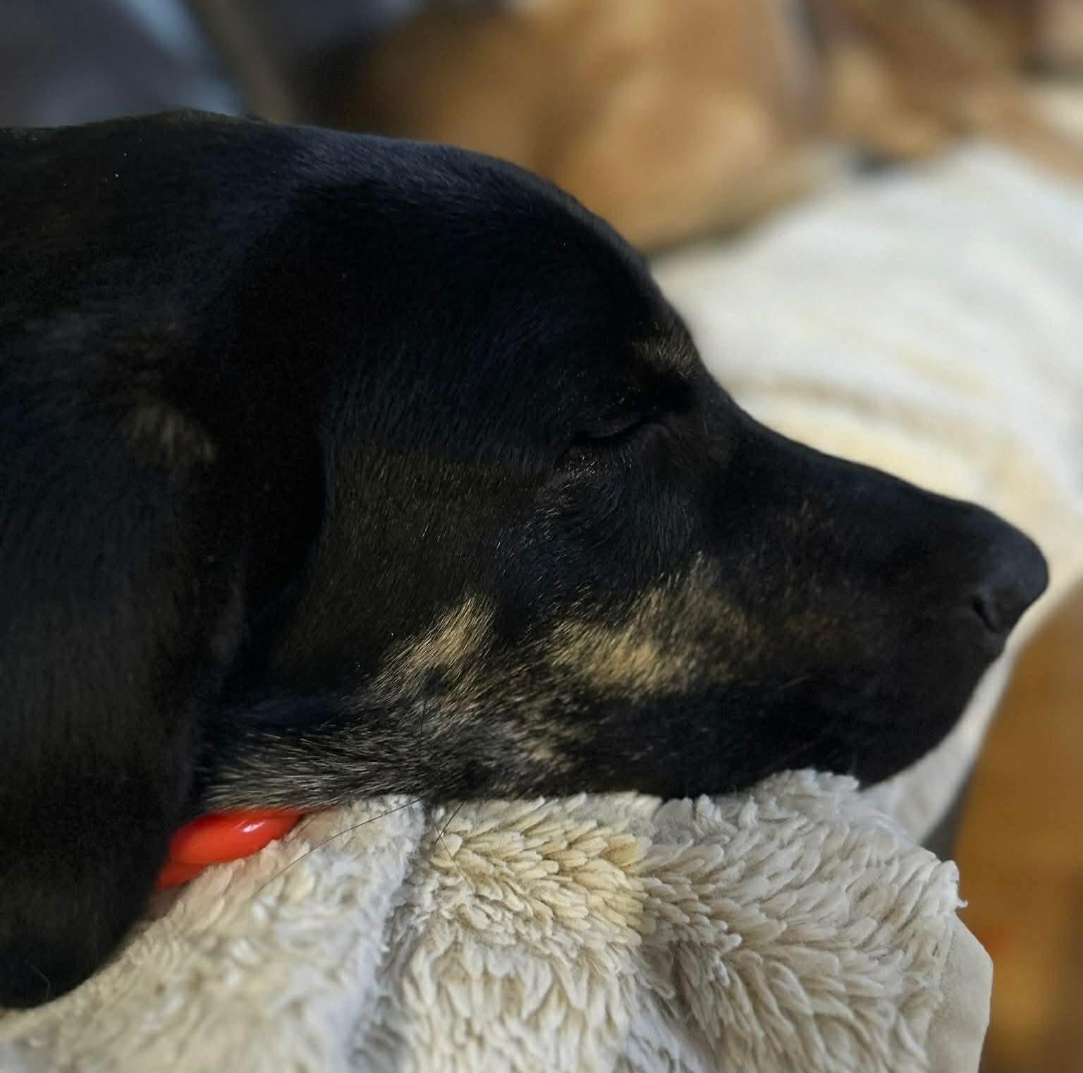 Enlarge Odie, a ADOPTABLE mixed breed in Winnipeg, MB image 4/4