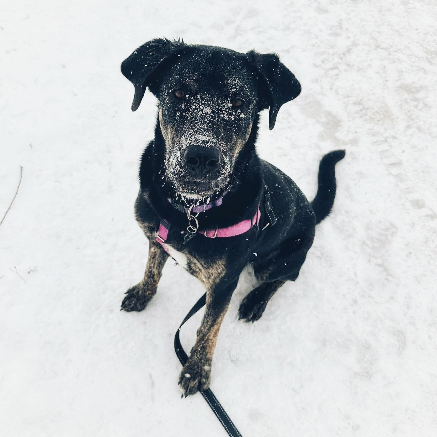 Enlarge Odie, a ADOPTABLE mixed breed in Winnipeg, MB image 2/4