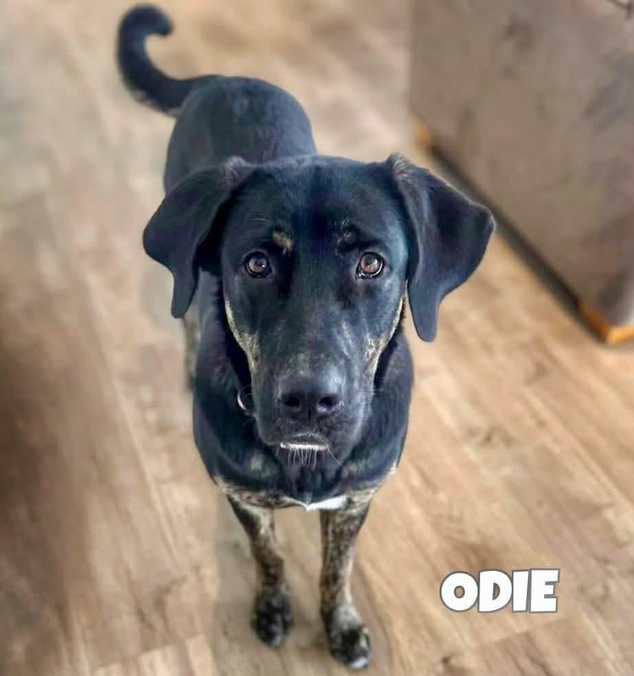 Enlarge Odie, a ADOPTABLE mixed breed in Winnipeg, MB image 1/4