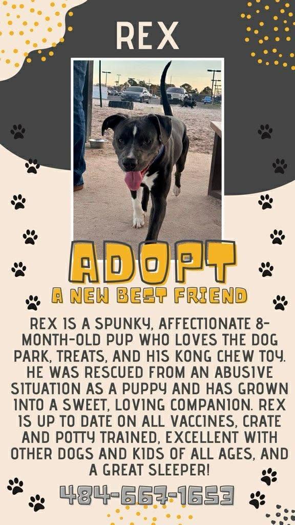 Rex, a Adoptable Labrador Retriever in Panama City, FL image 2/4