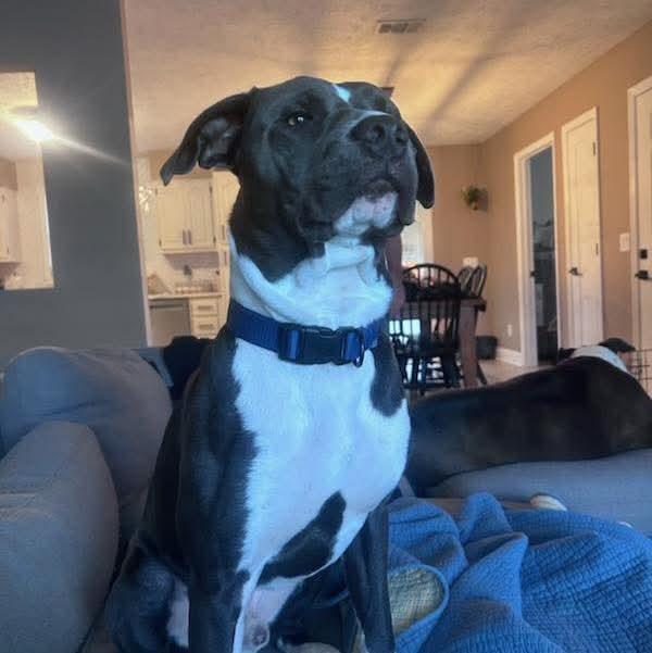 Rex, a Adoptable Labrador Retriever in Panama City, FL image 3/4
