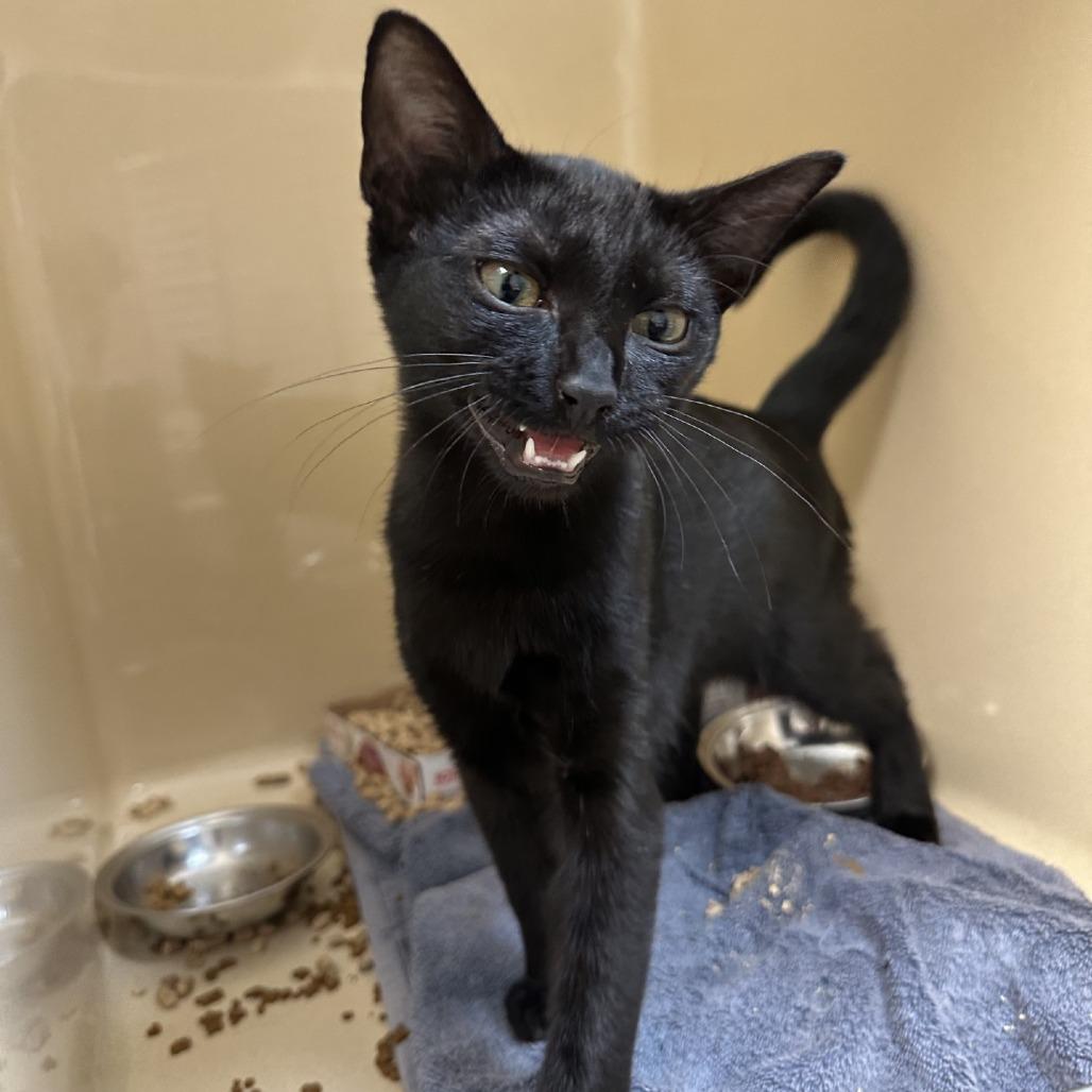 Marge, Adoptable, Young Female Domestic Short Hair.