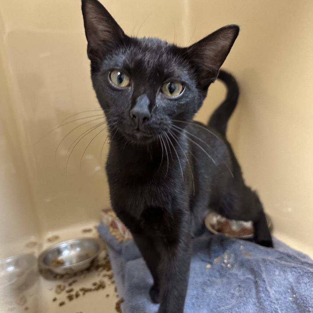 Enlarge Marge, a Adoptable Domestic Short Hair in Blue Ridge, GA image 2/3