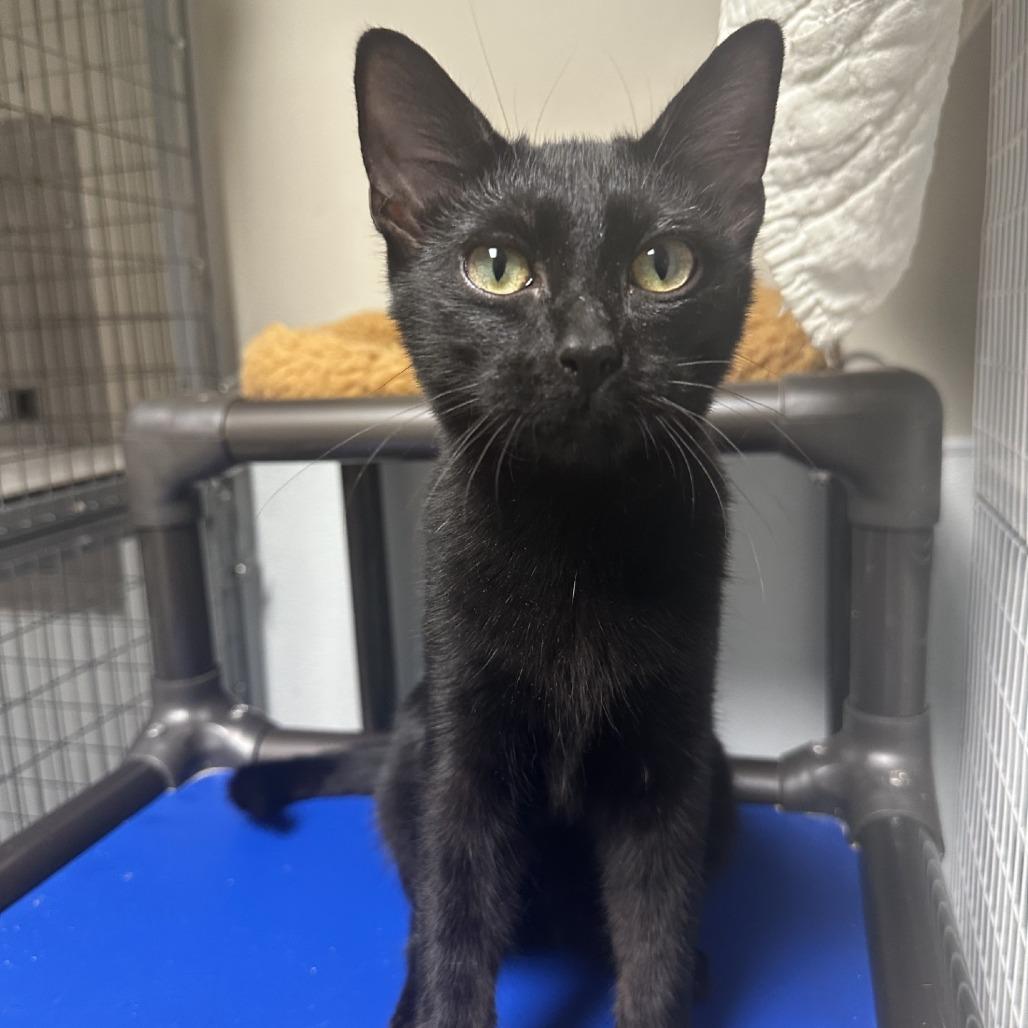 Enlarge Marge, a Adoptable Domestic Short Hair in Blue Ridge, GA image 3/3