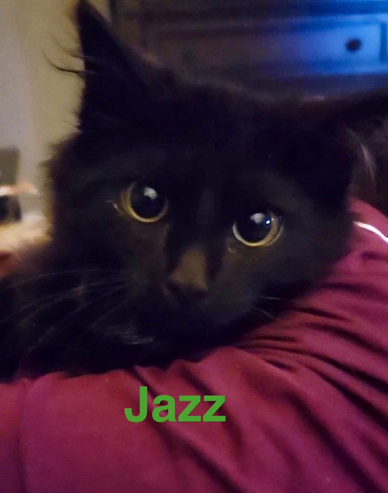 Jazz, Adoptable, Kitten Male Domestic Medium Hair.