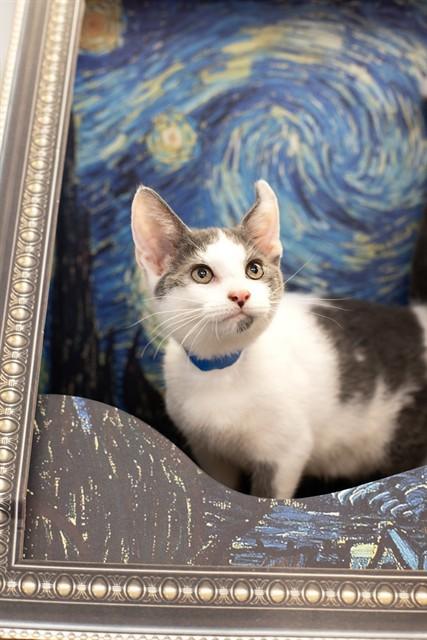 WYATT, Adoptable, Kitten Male Domestic Short Hair.