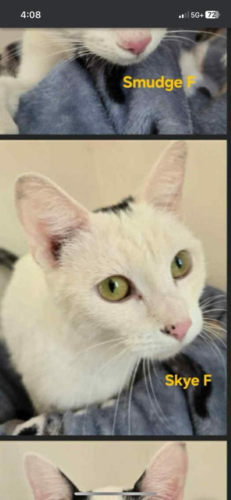 Skye, Adoptable, Kitten Female Domestic Short Hair.