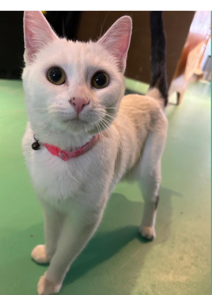 Enlarge Skye, a Adoptable mixed breed in Lafayette, CO image 2/2