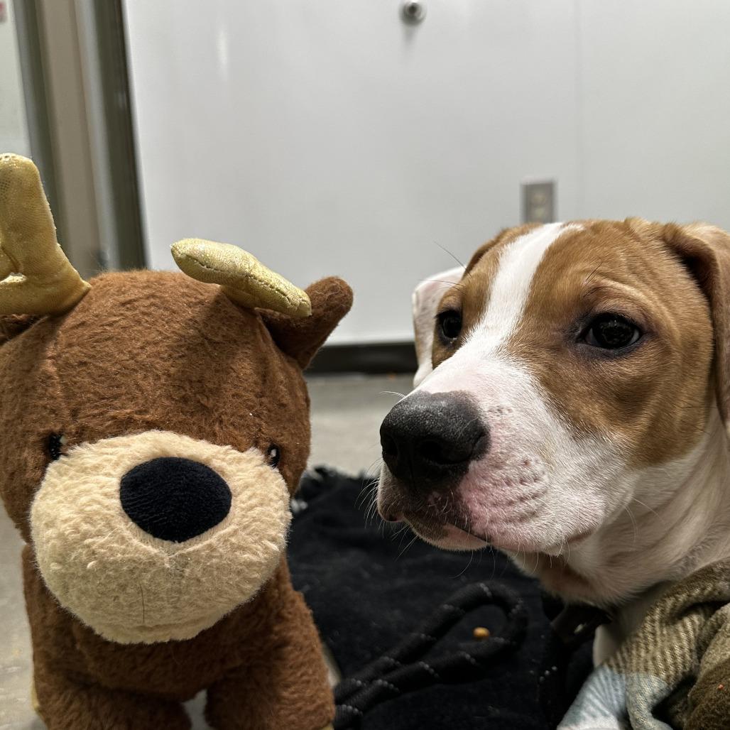 Adam, Adoptable, Puppy Male Mixed Breed.