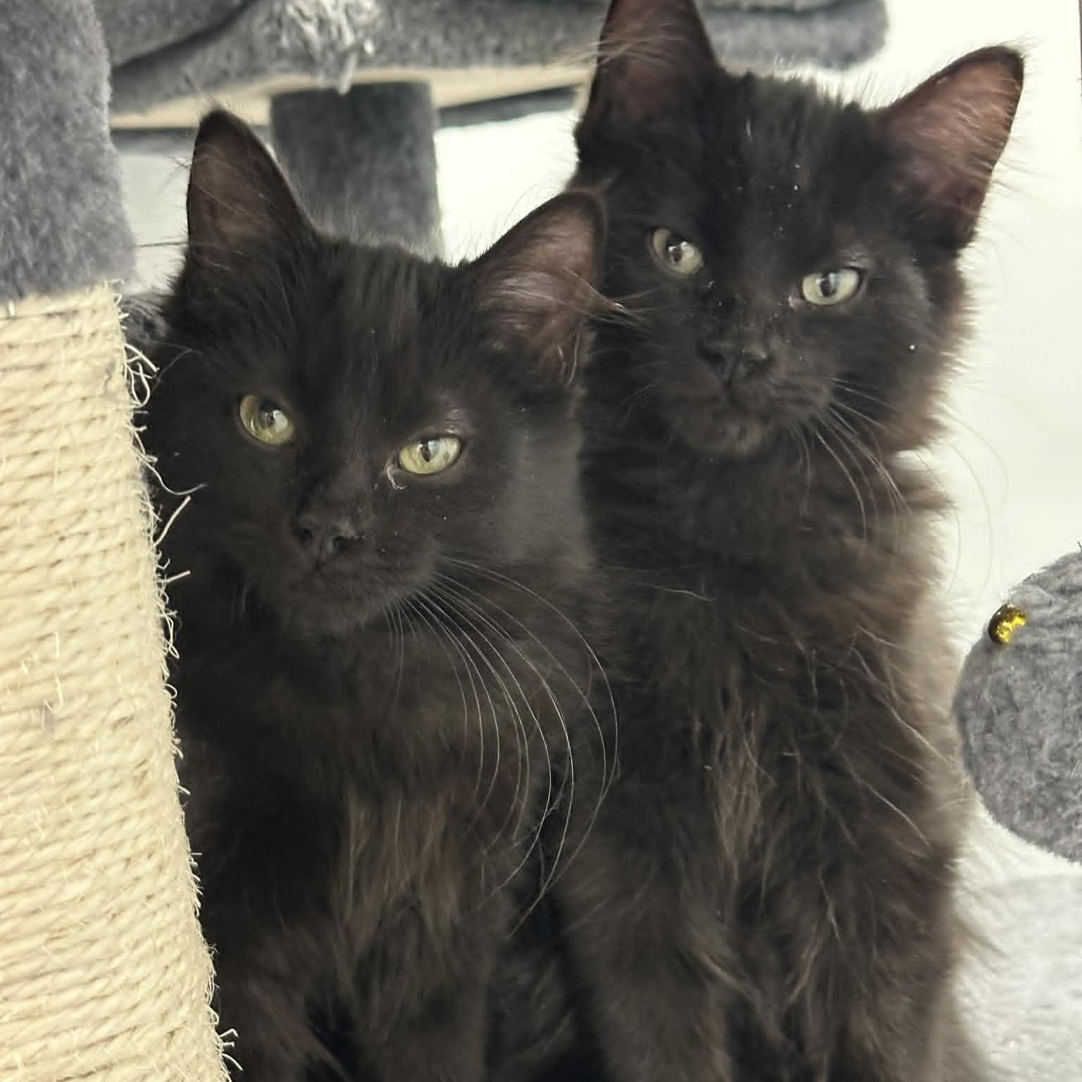 Fran, a ADOPTABLE Domestic Medium Hair in Danbury, CT image 2/2