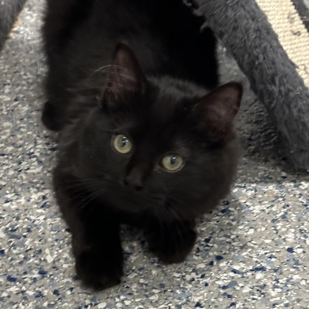 Fran, ADOPTABLE, Kitten Female Domestic Medium Hair.