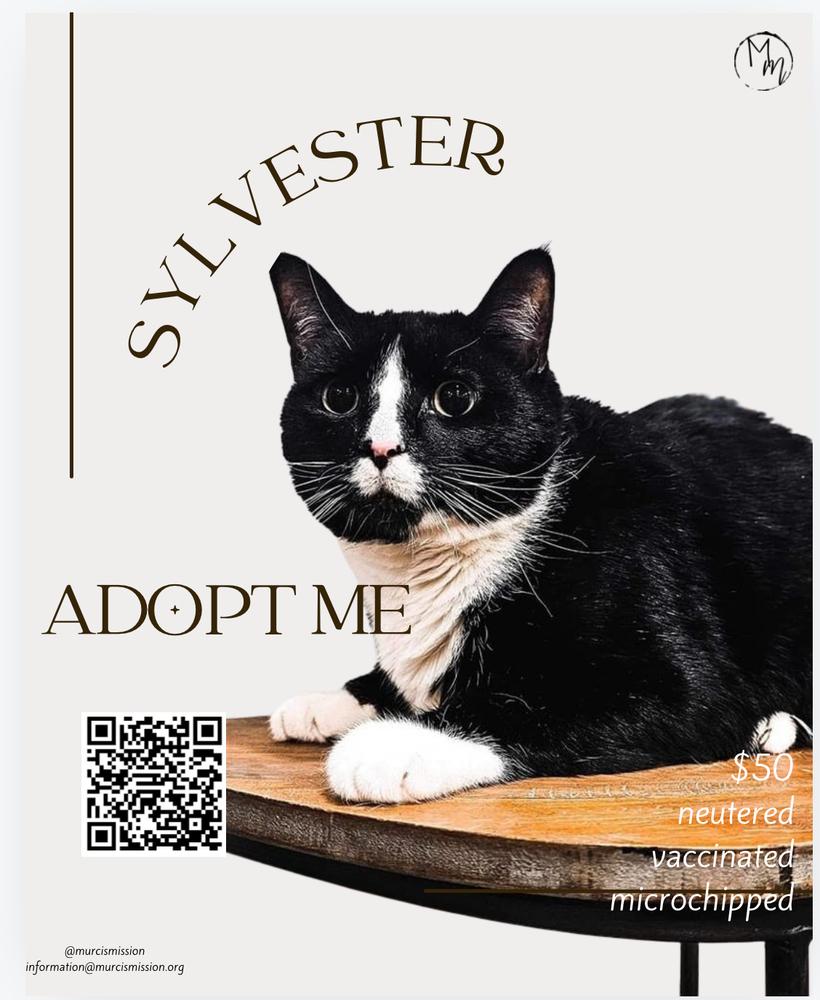 Sylvester, Adoptable, Adult Male Domestic Short Hair.
