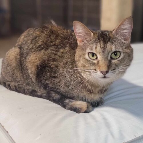 Abra, Adoptable, Adult Female Domestic Short Hair.