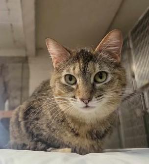 Enlarge Abra, a Adoptable Domestic Short Hair in Tipp City, OH image 7/7