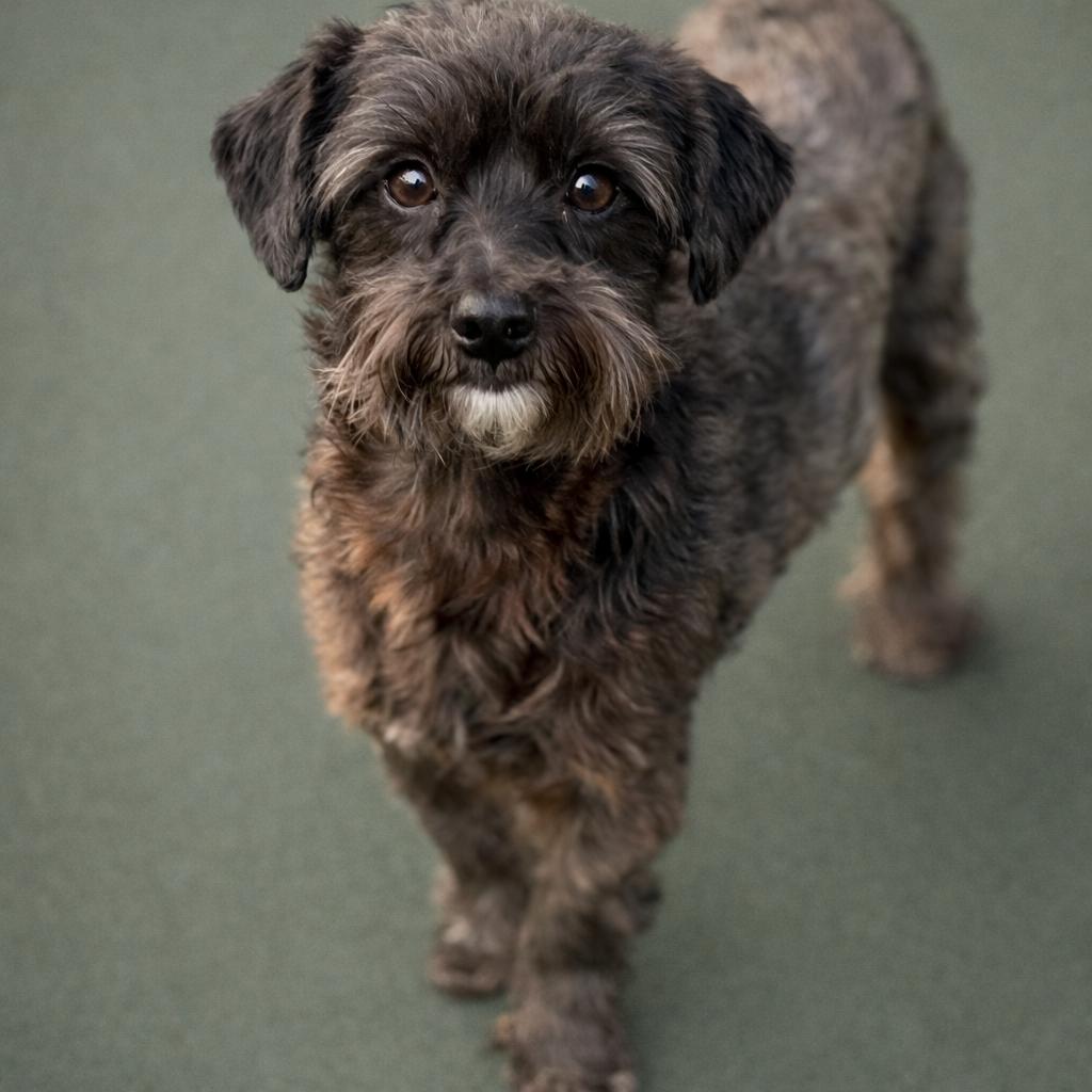 Eclaire - sweetest schnauzer girl, a Adoptable Miniature Schnauzer in Austin, TX image 3/4