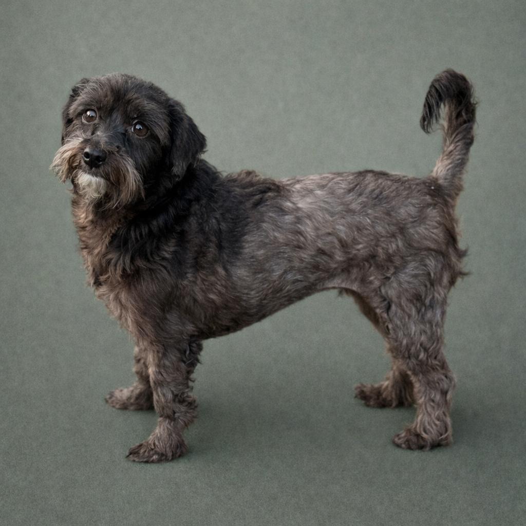 Eclaire - sweetest schnauzer girl, a Adoptable Miniature Schnauzer in Austin, TX image 1/4