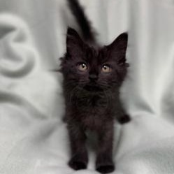 Belle, an adopted Domestic Short Hair in Greensburg, PA image 2/2