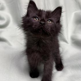 Belle, an adopted Domestic Short Hair in Greensburg, PA image 1/2